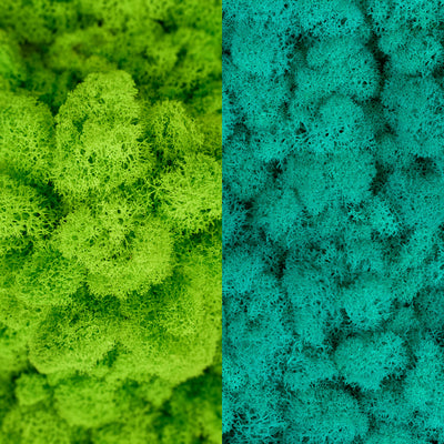 Licheni curatati si fara radacina in 2 culori 500g NET, calitate ULTRA PREMIUM, verde intens deschis RR33 cu