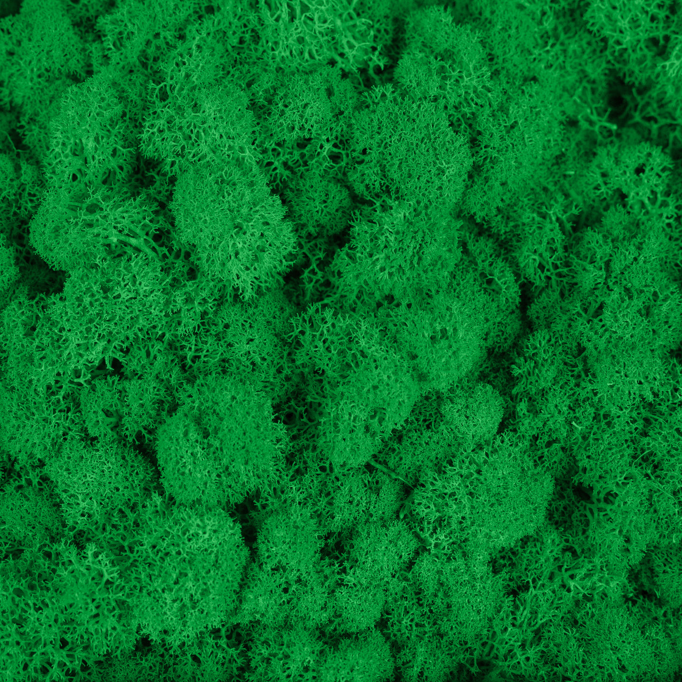 Licheni curatati si fara radacina conservati 500g NET, calitate ULTRA PREMIUM, verde smarald deschis RR54 NEW