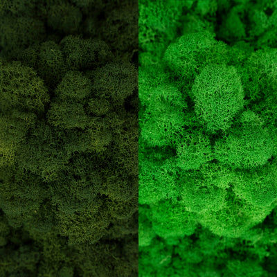 Licheni curatati si fara radacina in 2 culori 500g NET, calitate ULTRA PREMIUM, verde inchis RR01 cu