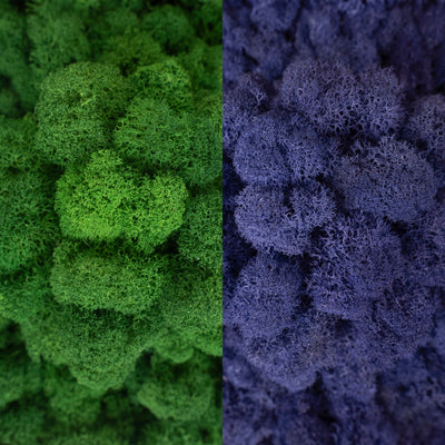 Licheni curatati si fara radacina in 2 culori 500g NET, calitate ULTRA PREMIUM, verde broccoli RR37 cu