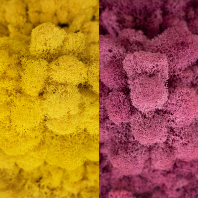 Licheni curatati si fara radacina in 2 culori 500g NET, calitate ULTRA PREMIUM, galben lemon deschis RR09 cu