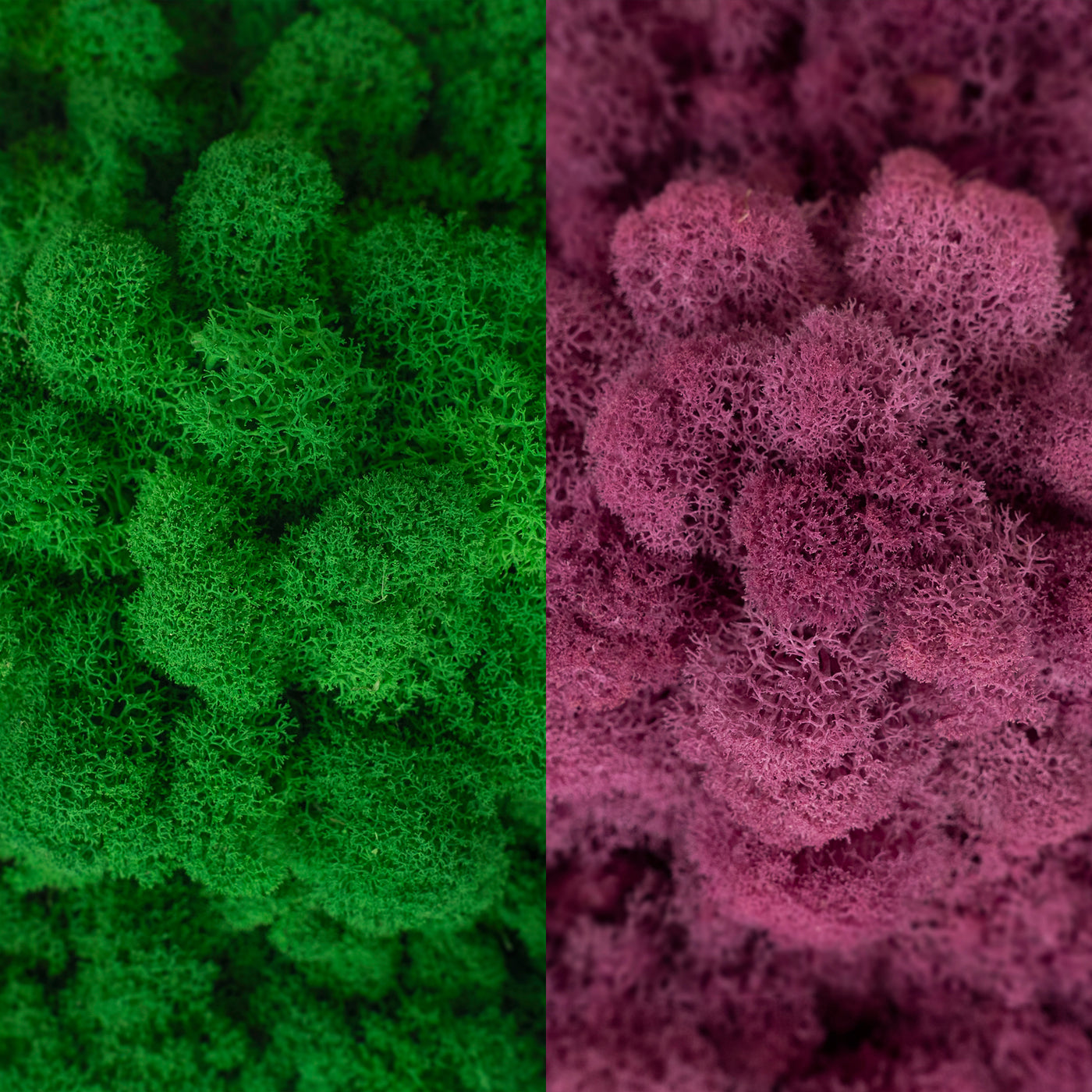 Licheni curatati si fara radacina in 2 culori 500g NET, calitate ULTRA PREMIUM, verde smarald inchis RR53 cu