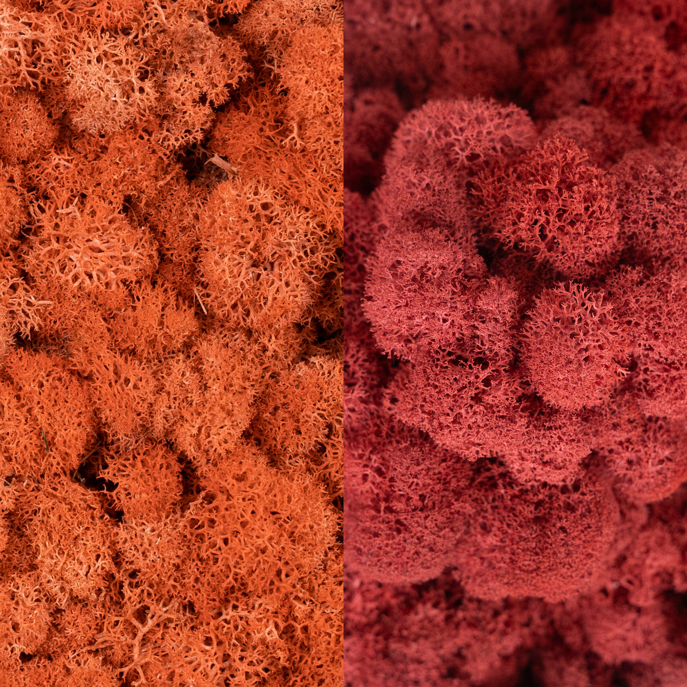 Licheni curatati si fara radacina in 2 culori 500g NET, calitate ULTRA PREMIUM, rosu corai RR13 cu