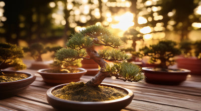 Bonsai naturali de interior