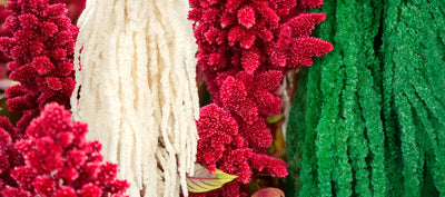 Amaranthus conservat