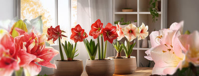 Amaryllis artificial