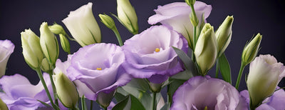 Lisianthus artificial