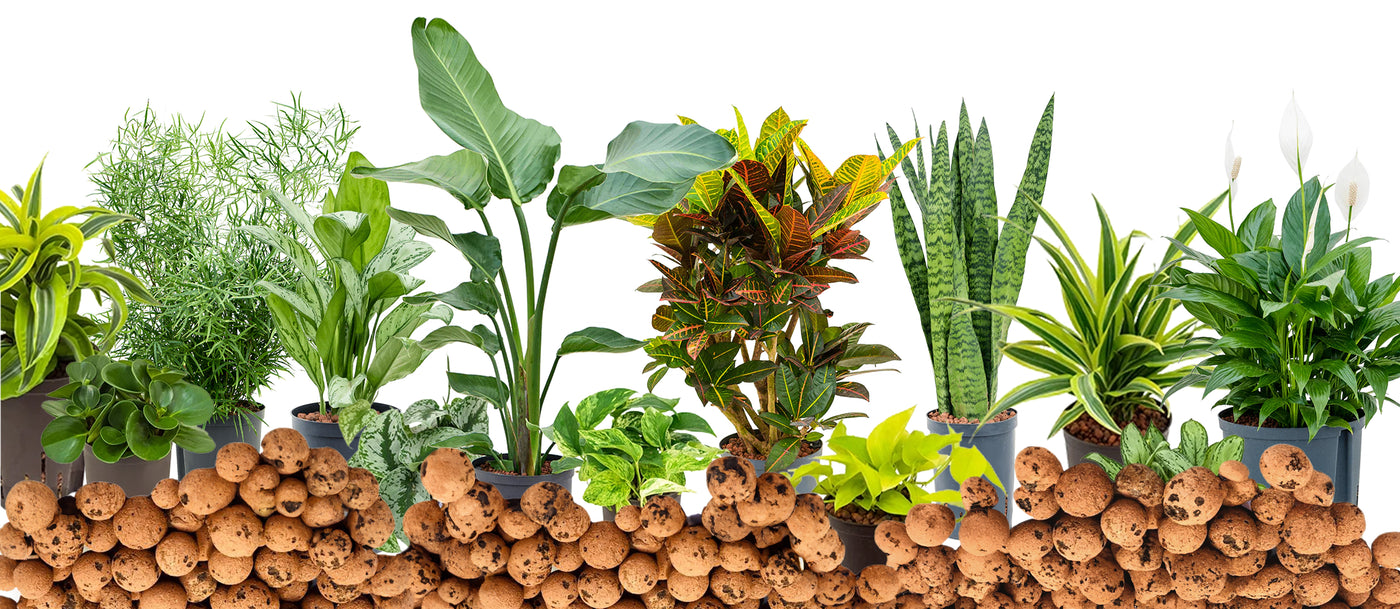 Plante in hydrocultura