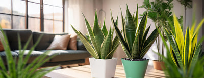 Sansevieria naturala