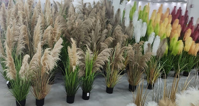 Iarba Pampas in ghivece