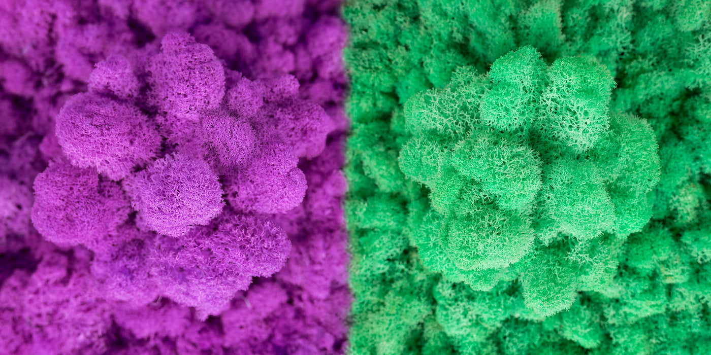 Licheni conservati curatati fara radacina in 2 culori 500g NET- Calitate ULTRA PREMIUM