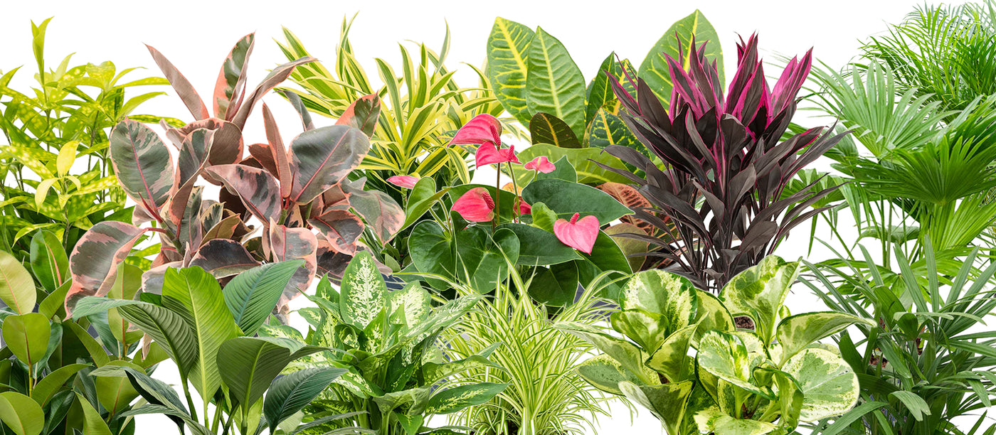 Flori si plante naturale - Vezi sute de produse premium – – Roberto Rossi