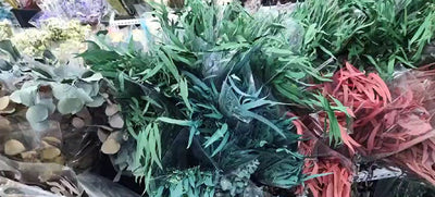 Plante stabilizate