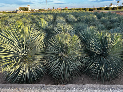 Plante naturale exterior