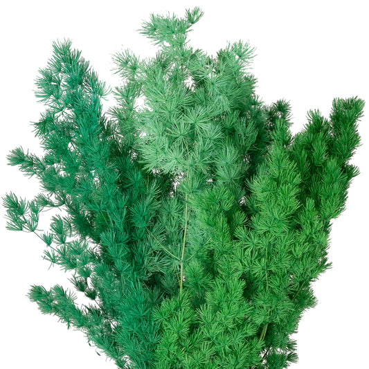 Crengute conservate Aralia ming H50-60 cm verde pacific RR6