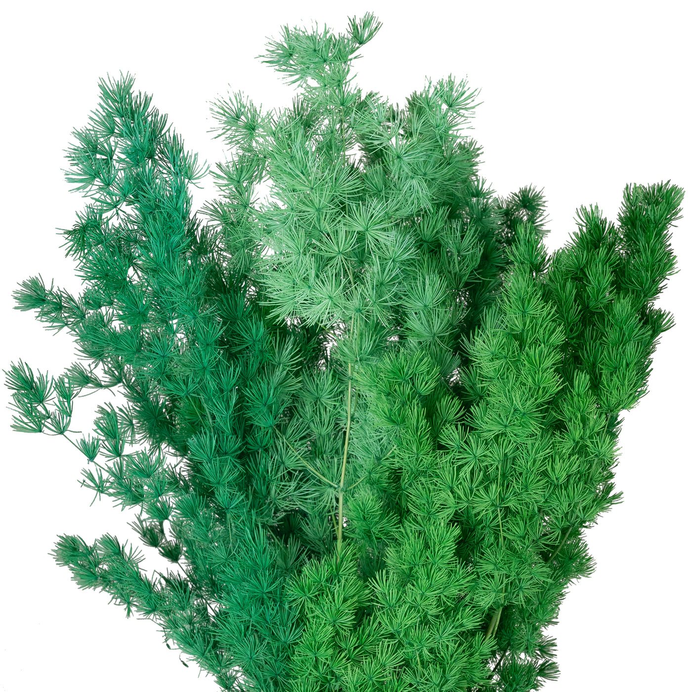 Crengute conservate Aralia ming H50-60 cm verde pacific RR6