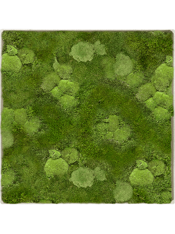 L100xW100xH5cm Mosschilderij Nova Frame Antique White-concrete 30% Ball- and 70% flat moss