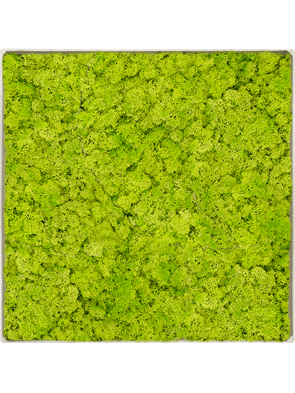 Ghiveci plante L100xW100xH5cm Mosschilderij Nova Frame Antique White-concrete Reindeer moss (Spring green)