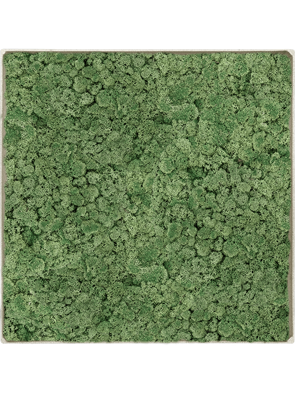 Ghiveci plante L100xW100xH5cm Mosschilderij Nova Frame Antique White-concrete 100% Reindeer Moss (Moss green)