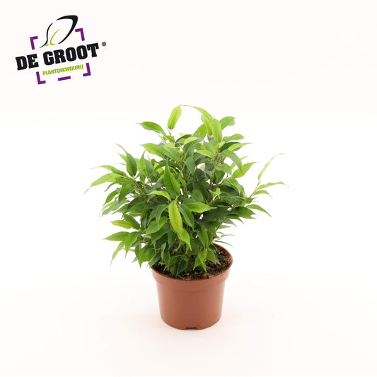 Planta naturala Ficus benj. 'Natasja' H30 cm PS12 cm in pamant