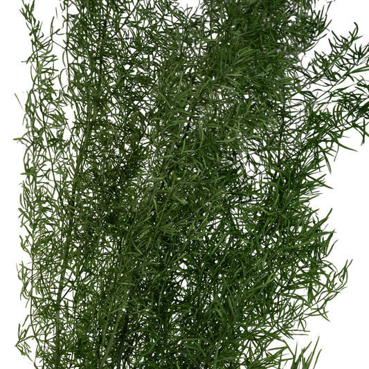 Crenguta conservata de Asparagus sprengeri H50-80cm verde broccoli