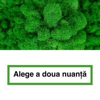 Licheni curatati si fara radacina in 2 culori 500g NET, calitate ULTRA PREMIUM, verde smarald RR02 cu