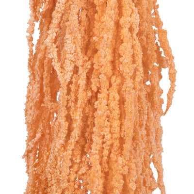 Crenguta conservata de Amaranthus H70-80 cm piersica