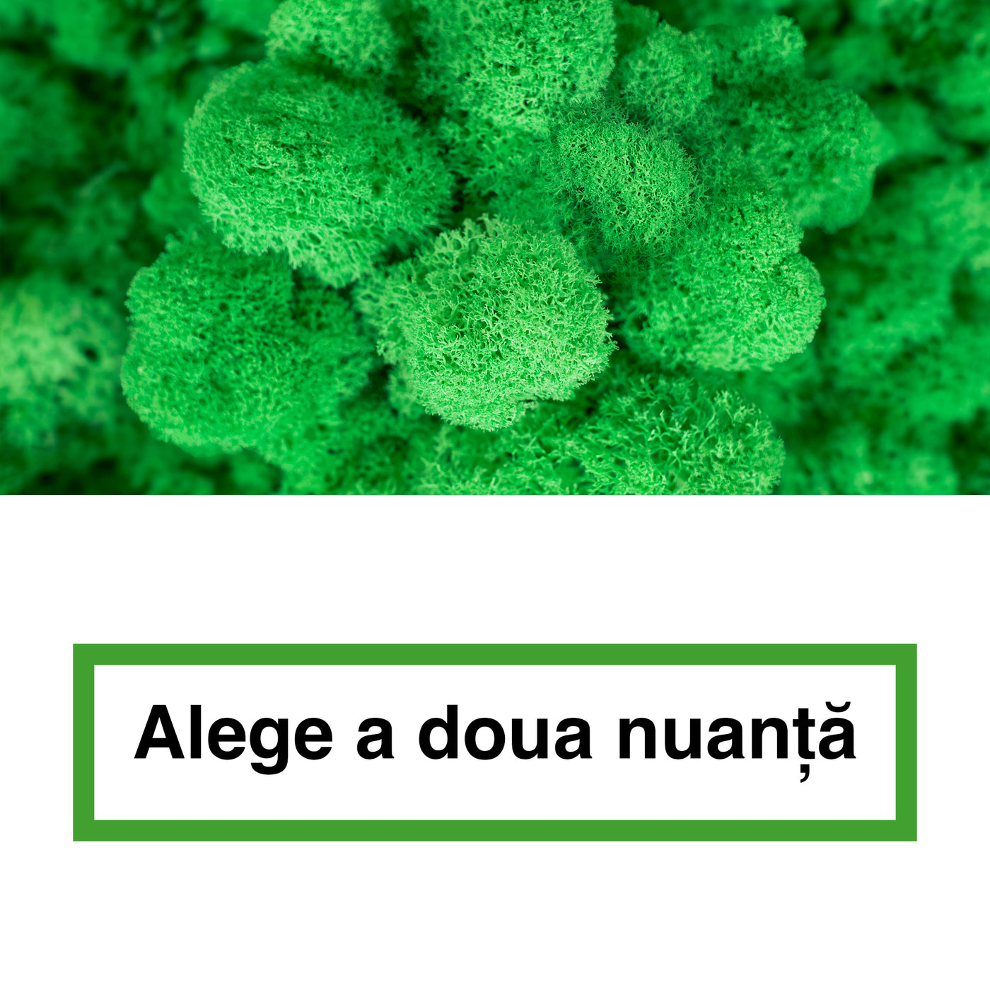 Licheni curatati si fara radacina in 2 culori 500g NET, calitate ULTRA PREMIUM, verde island RR36 cu