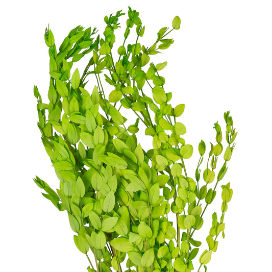 Crenguta conservata de Gume Eucalipt blue H60-70 cm. verde deschis
