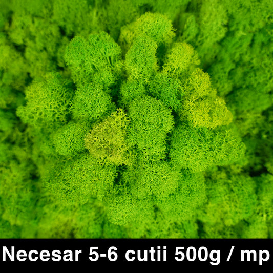 Licheni curatati si fara radacina conservati 500g NET. calitate ULTRA PREMIUM. verde de vara RR55