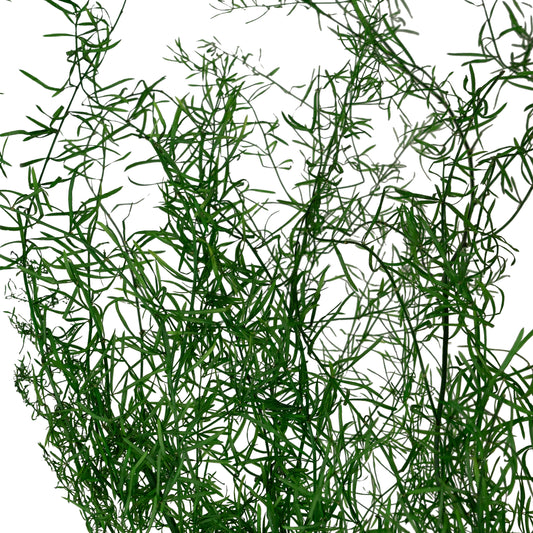 Crenguta conservata de Asparagus sprengeri H45-80cm. verde smarald RR2