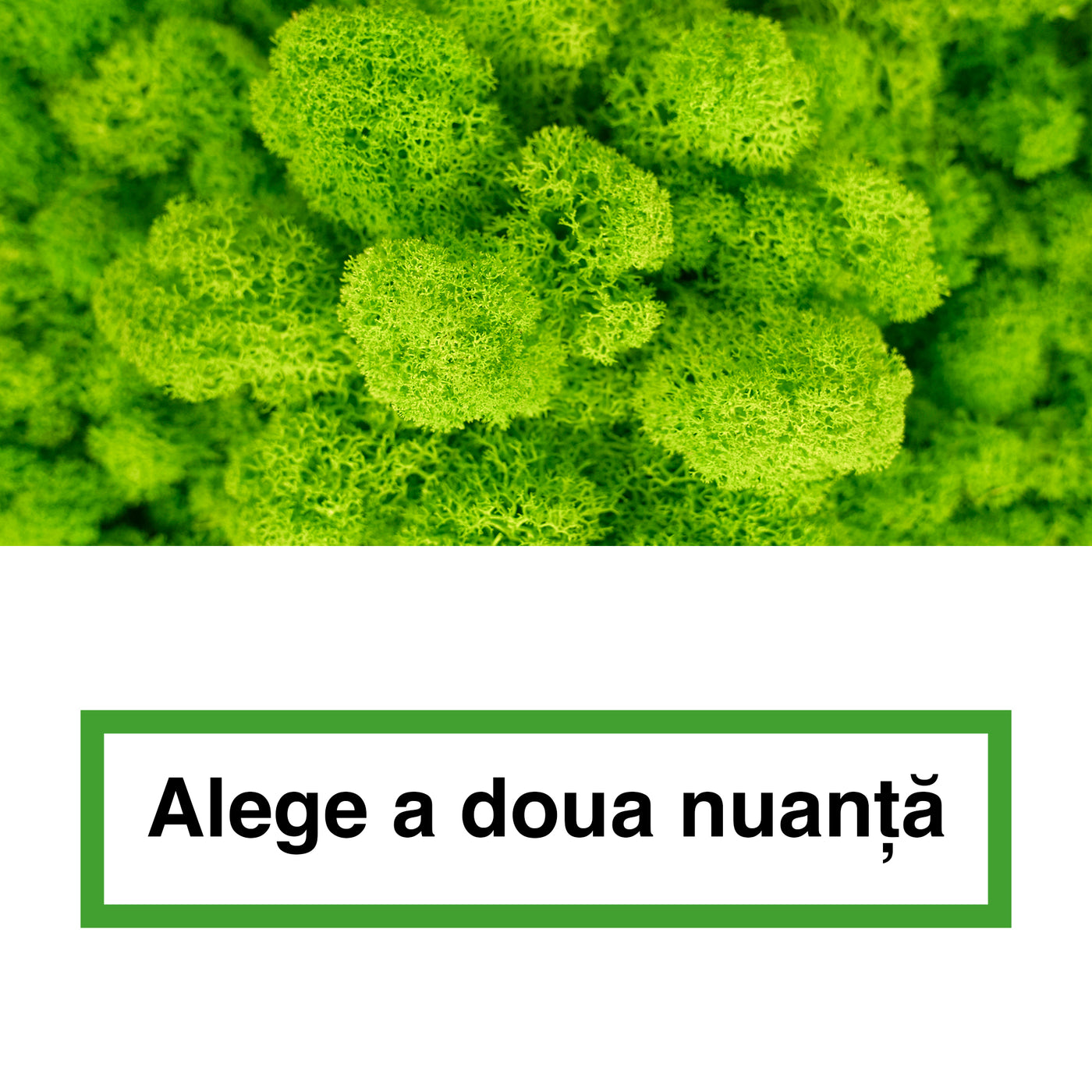 Licheni curatati si fara radacina in 2 culori 500g NET, calitate ULTRA PREMIUM, verde neon RR34 cu