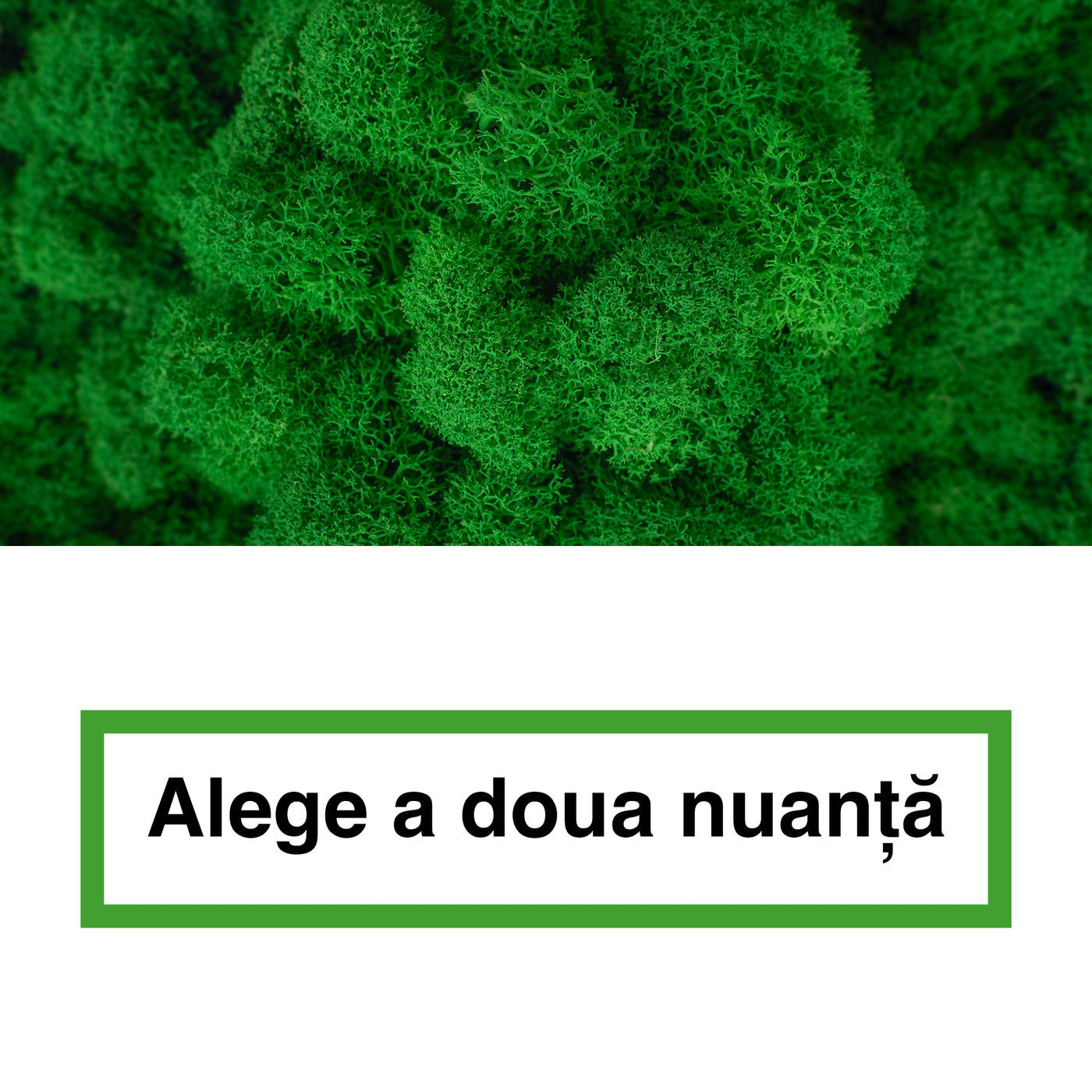 Licheni curatati si fara radacina in 2 culori 500g NET, calitate ULTRA PREMIUM, verde smarald inchis RR53 cu