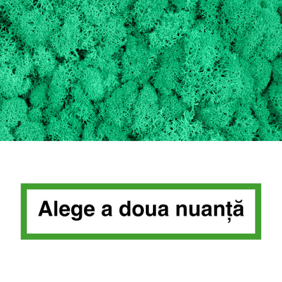 Licheni curatati si fara radacina in 2 culori 500g NET, calitate ULTRA PREMIUM, verde menta RR10 cu