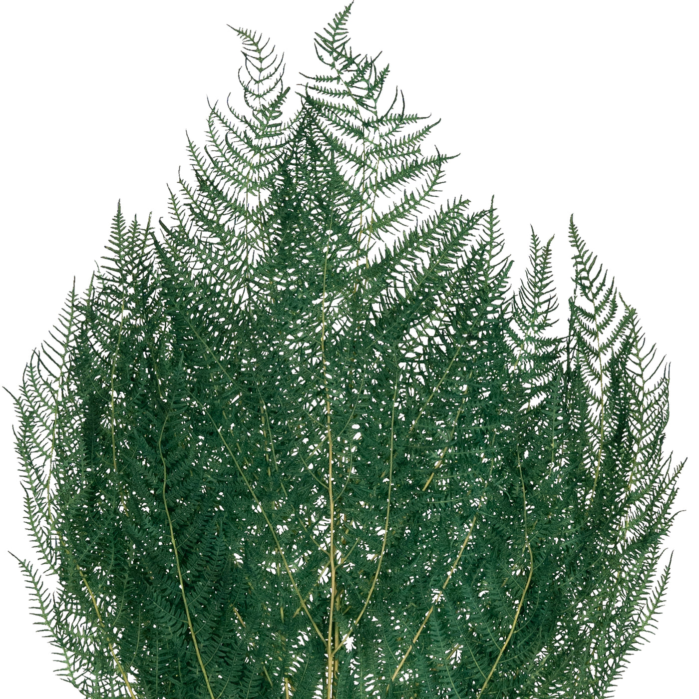 Frunze conservate de feriga H40-50 cm. verde deschis