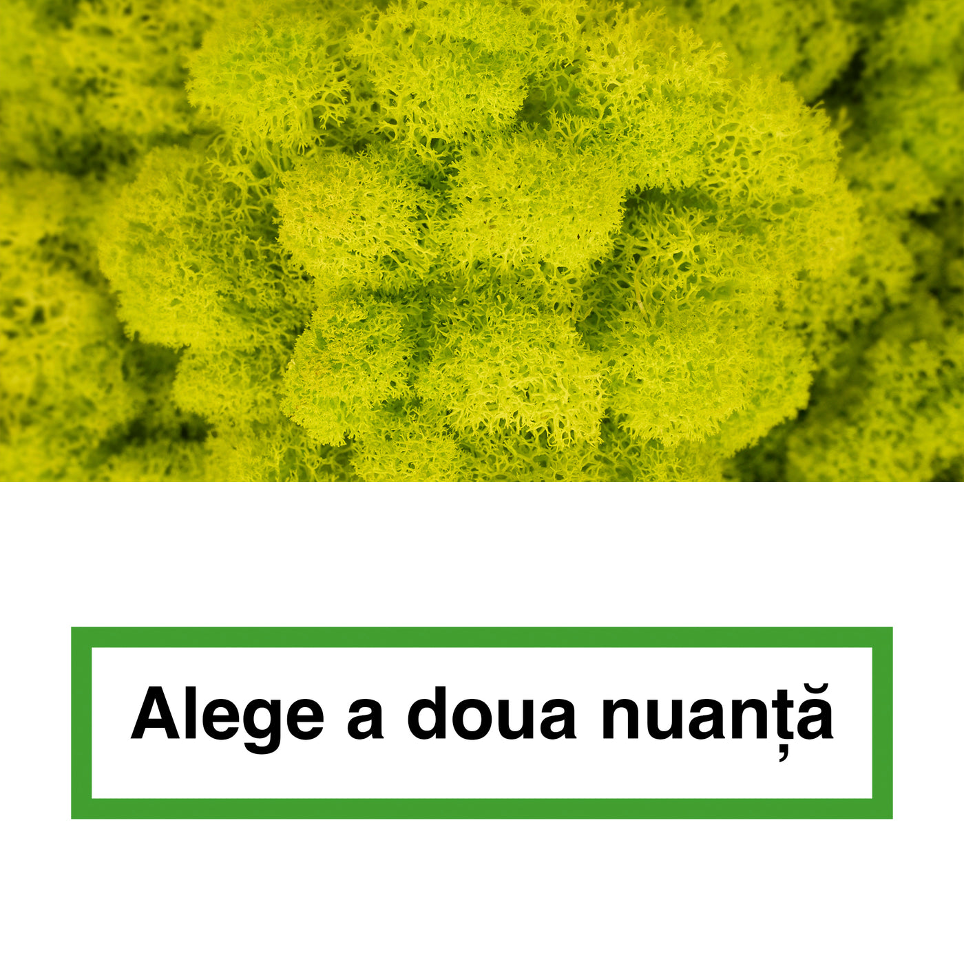 Licheni curatati si fara radacina in 2 culori 500g NET, calitate ULTRA PREMIUM, verde bitter lemon RR38 cu