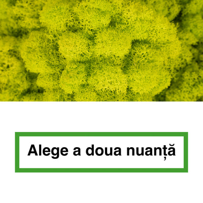 Licheni curatati si fara radacina in 2 culori 500g NET, calitate ULTRA PREMIUM, verde bitter lemon RR38 cu