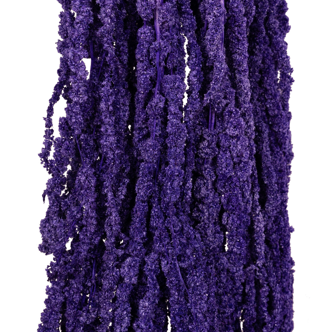 Crenguta conservata de Amaranthus H70-80 cm mov inchis