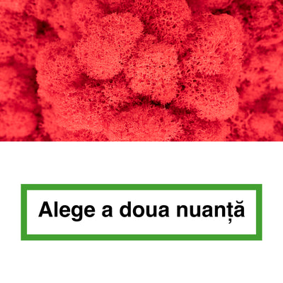 Licheni curatati si fara radacina in 2 culori 500g NET, calitate ULTRA PREMIUM, rosu watermelon RR40 cu