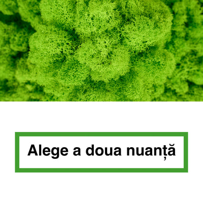 Licheni curatati si fara radacina in 2 culori 500g NET, calitate ULTRA PREMIUM, verde intens deschis RR33 cu