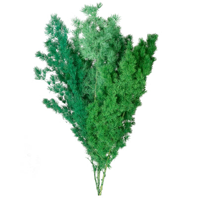 Crengute conservate Aralia ming H50-60 cm verde pacific RR6
