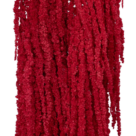 Crenguta conservata de Amaranthus H70-80 cm rosu inchis