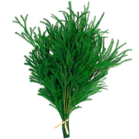 Crenguta conservata de Pin H20-30 cm. verde