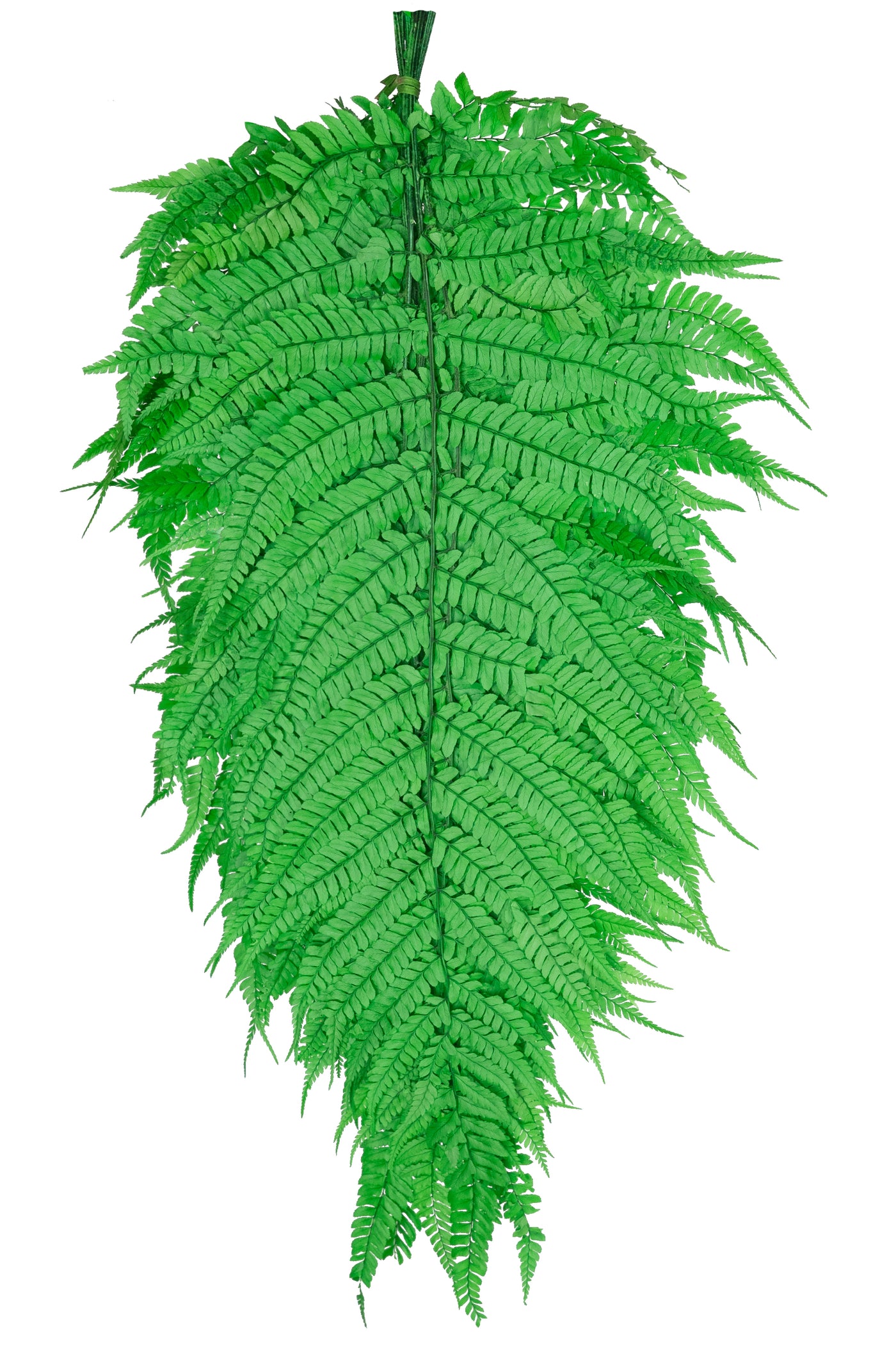 Feriga conservata H60-70 cm verde deschis