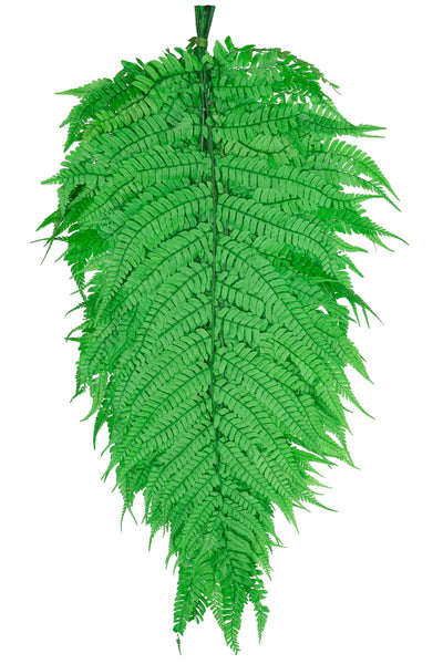 Feriga conservata H60-70 cm verde deschis