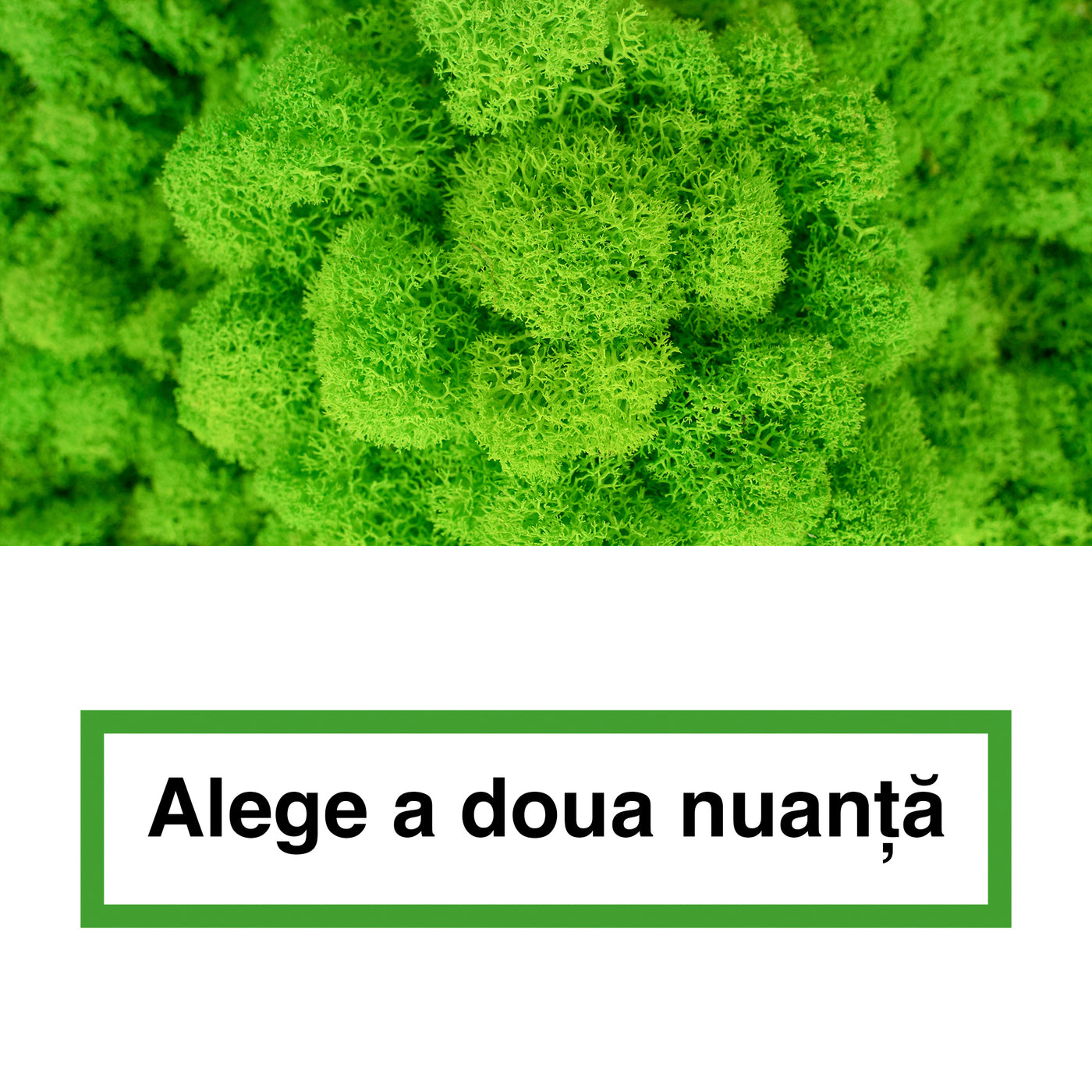 Licheni curatati si fara radacina in 2 culori 500g NET, calitate ULTRA PREMIUM, verde intens RR03 cu