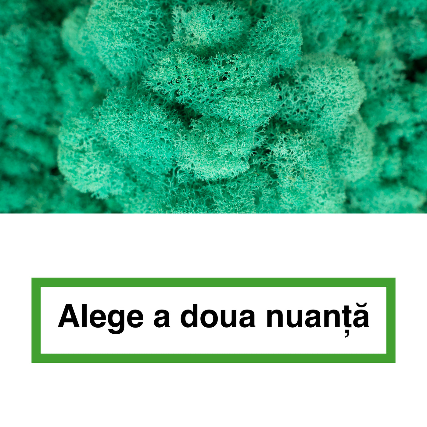 Licheni curatati si fara radacina in 2 culori 500g NET, calitate ULTRA PREMIUM, verde pacific RR06 cu