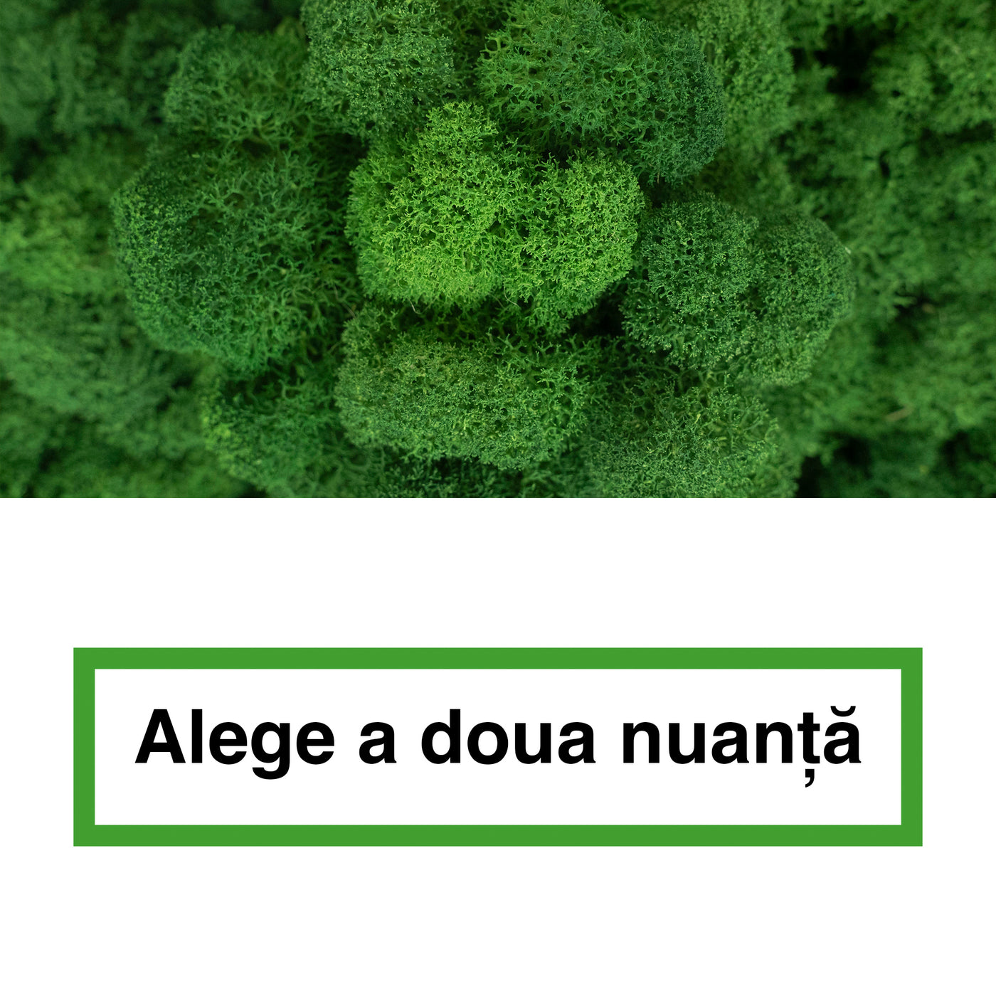 Licheni curatati si fara radacina in 2 culori 500g NET, calitate ULTRA PREMIUM, verde broccoli RR37 cu