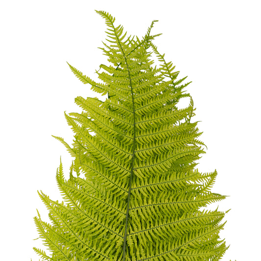 Feriga conservata H50-60 cm verde deschis