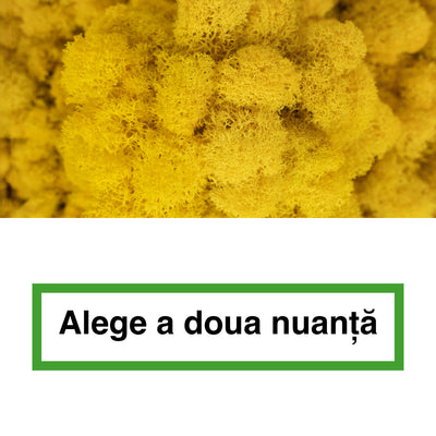 Licheni curatati si fara radacina in 2 culori 500g NET, calitate ULTRA PREMIUM, galben lemon deschis RR09 cu